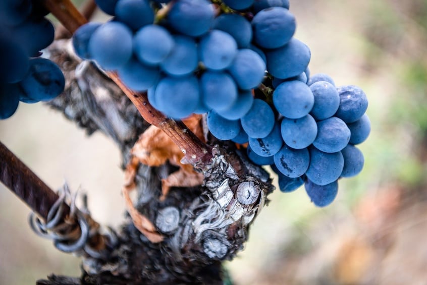 Total Immersion Organic Wine Tour in the Chianti Classico