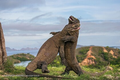 (Open Trip) One Day Komodo Labuan Bajo Tour by Boat