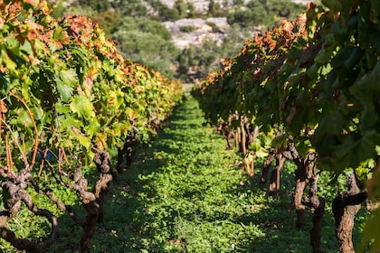 Privat rundtur i Dubrovnik: Peljesac vinväg