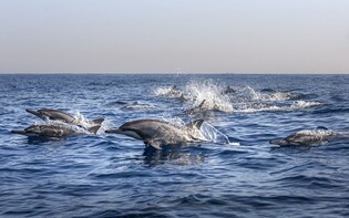 Bali Lovina Beach Dolphin Watching Day Tour