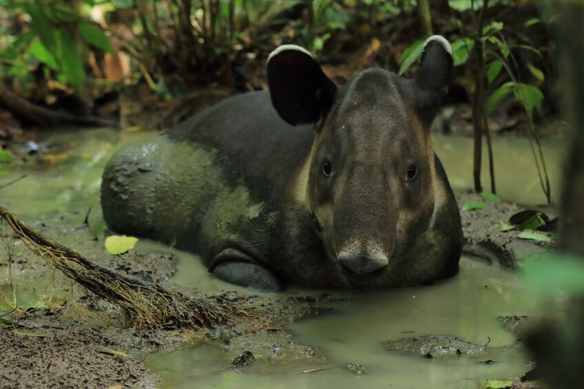 Show item 1 of 10. Corcovado National Park (Sirena Station) Full-Day Adventure