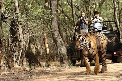 7 Days Golden Triangle Tour With Ranthambore & Udaipur -Taj Mahal, Tigers, ...
