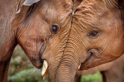 David Sheldriek elephants/Giraffe Centre/Karen Blixen/Bomas of Kenya