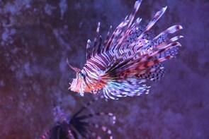 Full-day Island Discovery in Nha Trang