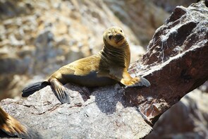 Ballestas Islands Tour