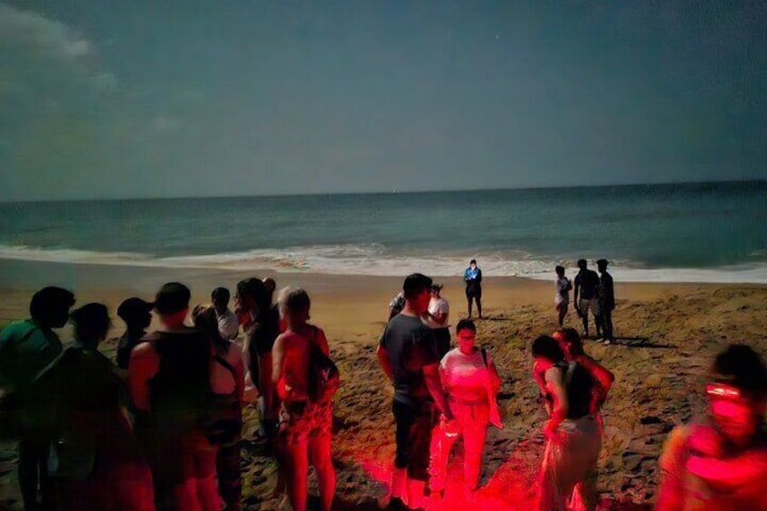 Paradise Turtle Watching Tours