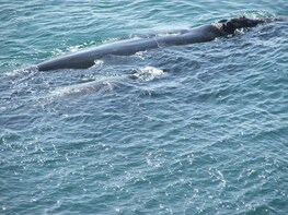 Full Day Private Shore Based Whale Watching Tour to Hermanus
