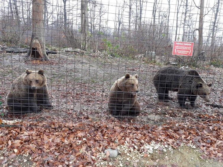 Meet Dracula&The Brown Bears in One Day Tour from Bucharest