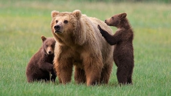 Libearty Bear Sanctuary & Dracula's Castle in One Day Tour