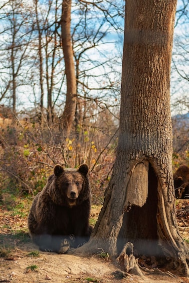 Meet Dracula&The Brown Bears in One Day Tour from Bucharest