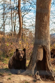 Rencontrez le comte Dracula et les ours bruns