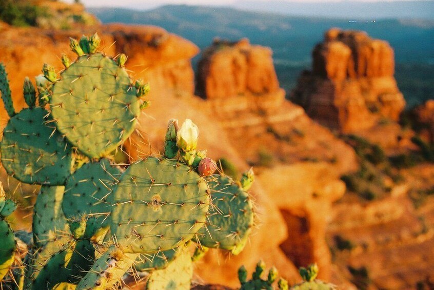 Sedona Highlights Tour