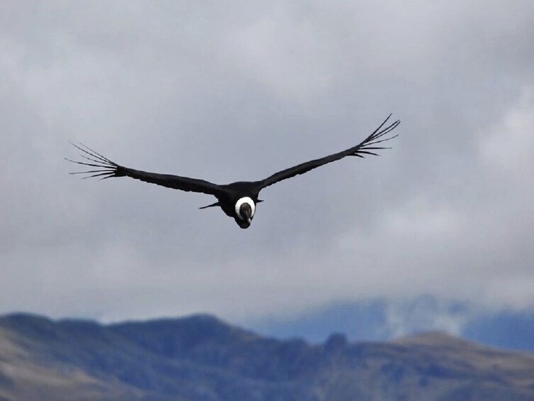 Condor canyon full day from Cusco