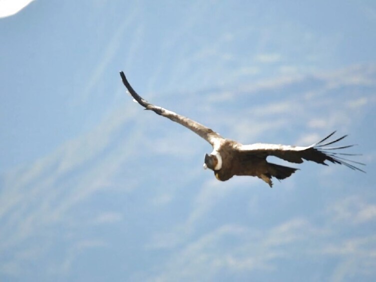 Condor canyon full day from Cusco