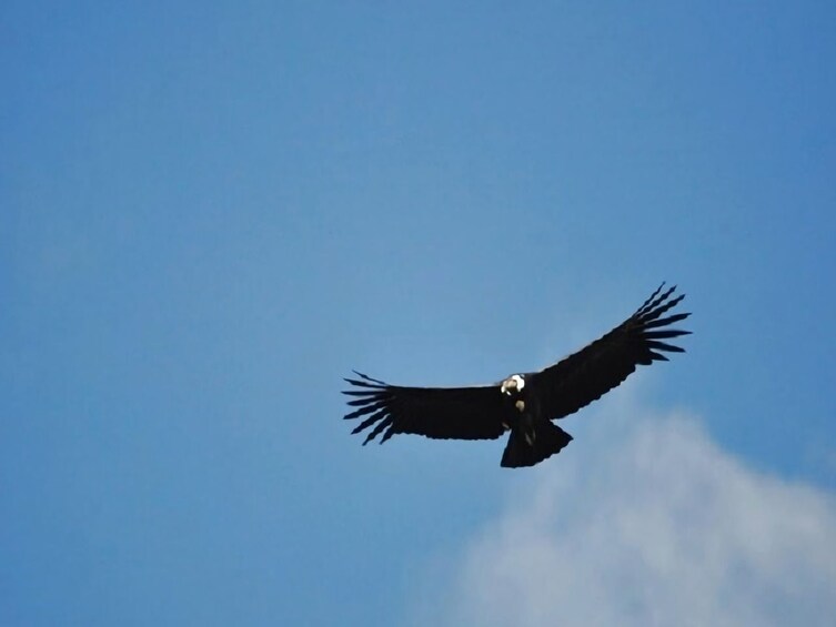 Condor canyon full day from Cusco