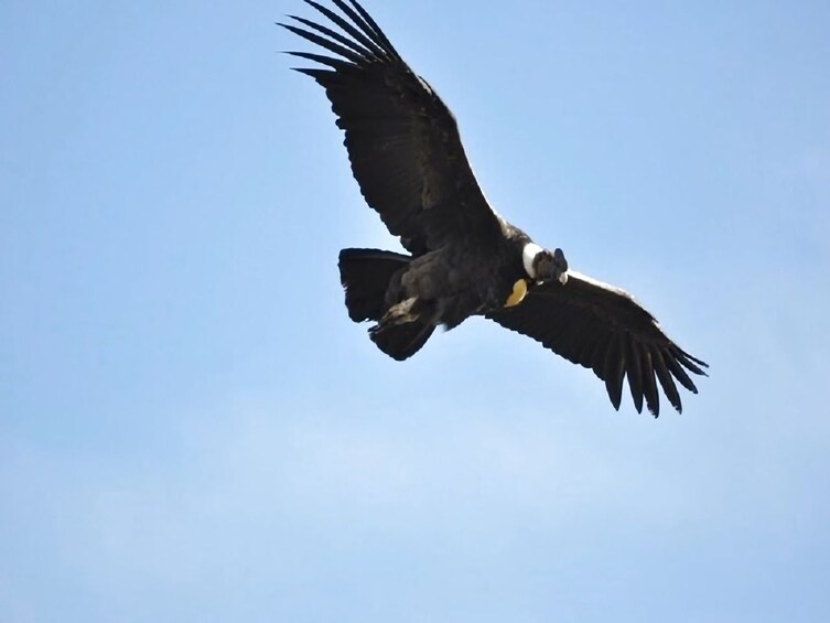 Condor canyon full day from Cusco