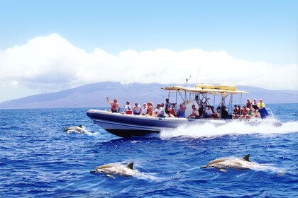 Small Group Lanai Island Snorkel & Dolphin Encounter (Maui/ Lahaina Harbor)
