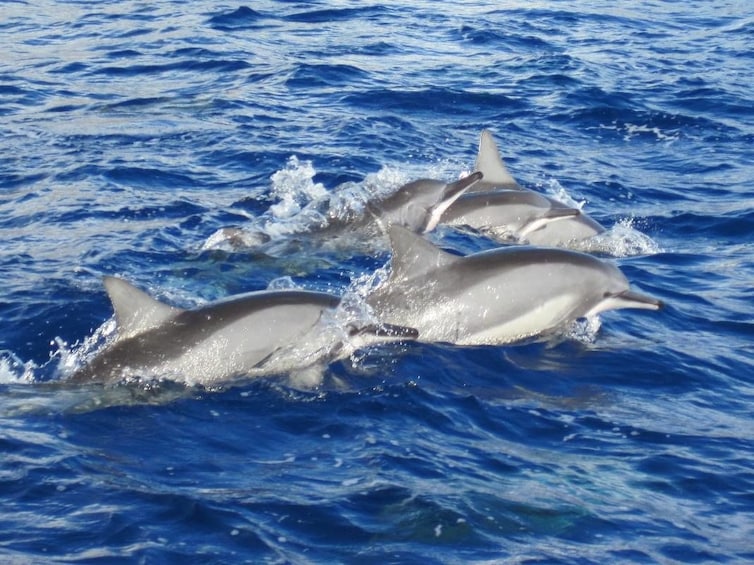 Lanai Dolphin Adventure