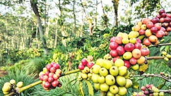 Malang Java Coffee Plantation: An Insider Tour