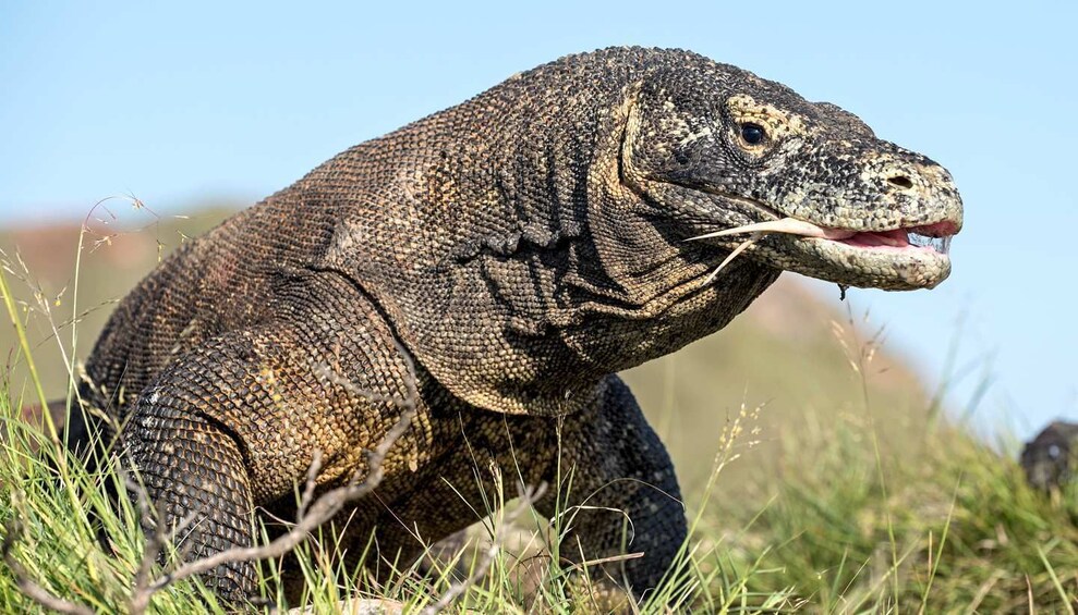 Show item 4 of 6. (Open Trip) 3D2N Komodo Labuan Bajo with Standard Boat