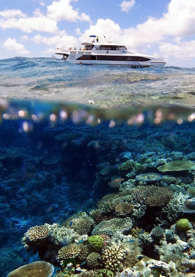 Show item 3 of 4. Silverswift Dive & Snorkel Adventure
