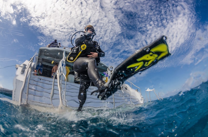 Show item 4 of 4. Silverswift Dive & Snorkel Adventure