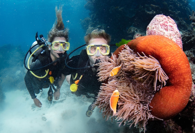 Silverswift Dive & Snorkel Adventure