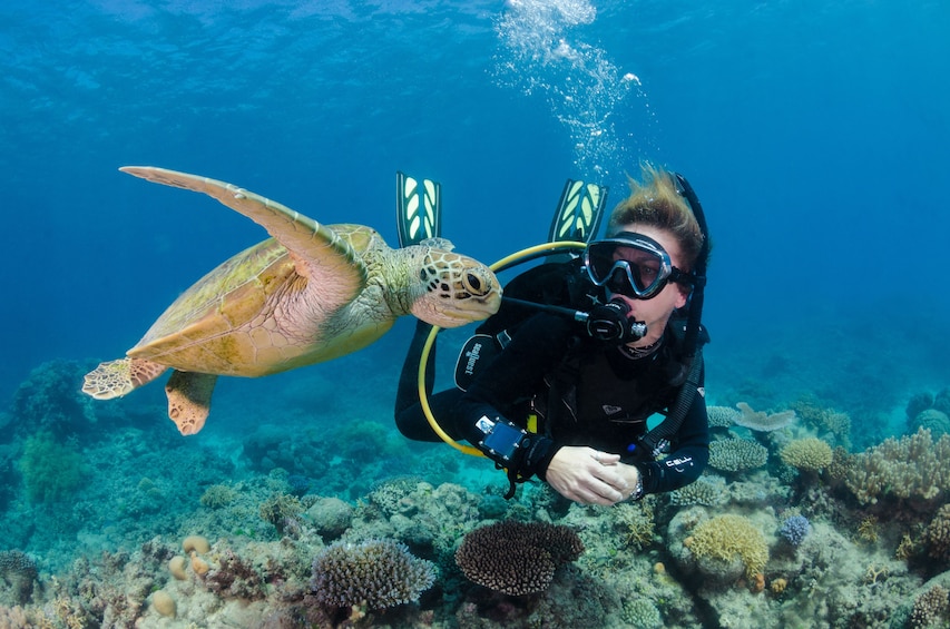 Show item 2 of 4. Silverswift Dive & Snorkel Adventure