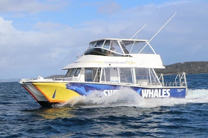 Hervey Bay Whale Swim and Watch