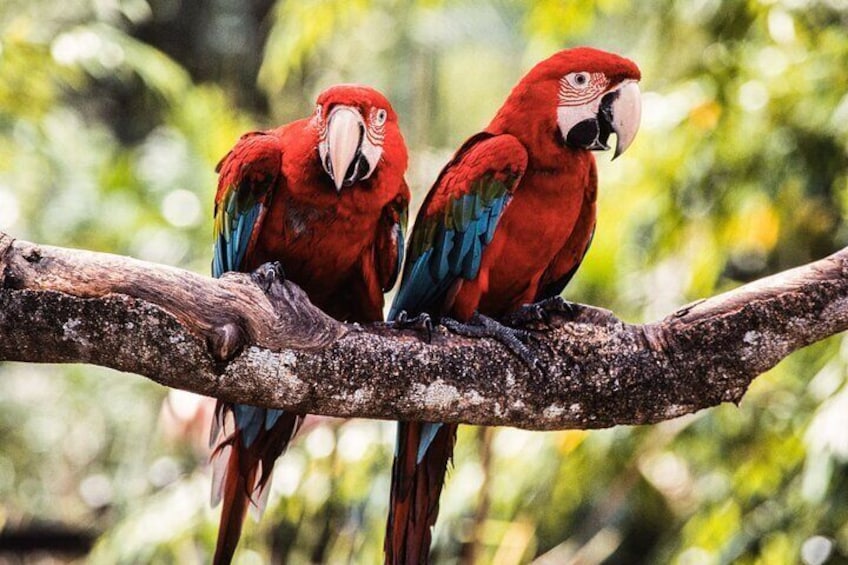 Jurong Bird Park