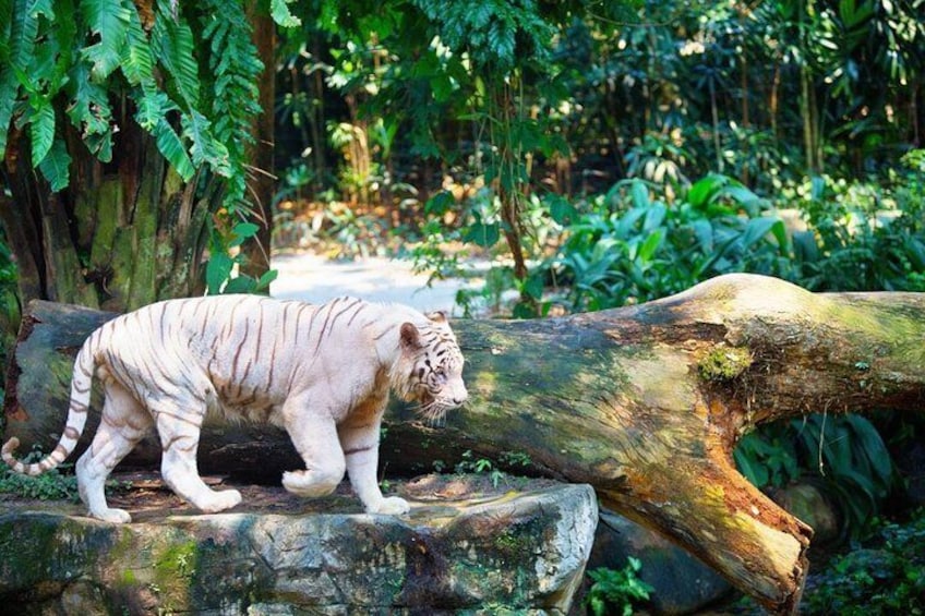 Singapore Zoo