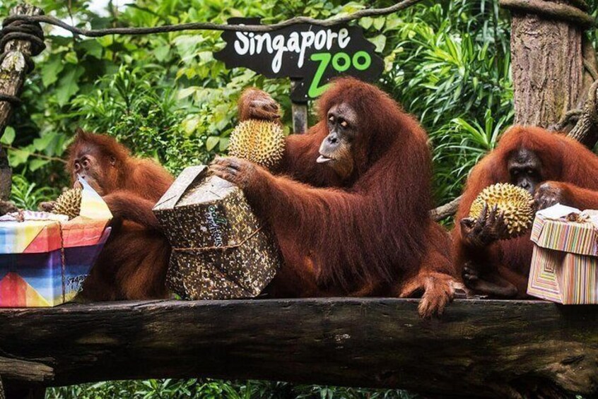 Singapore Zoo