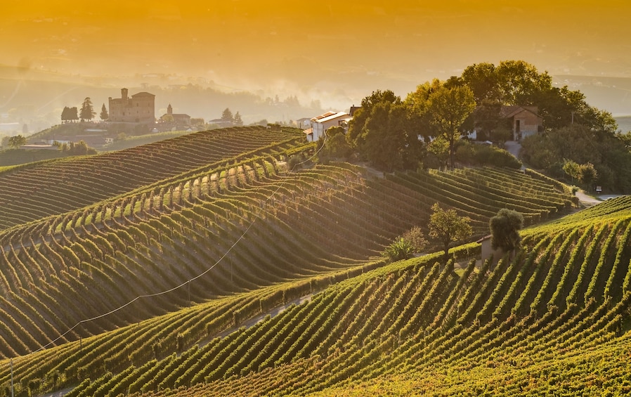 Private Tour: Piedmont Wine Tasting of the Barolo Region