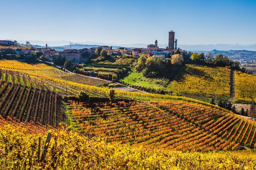 Private Tour: Piedmont Wine Tasting of the Barolo Region