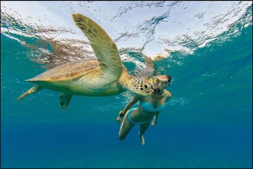Snorkel & Swim with the Turtles. Private Boat to Buck Island