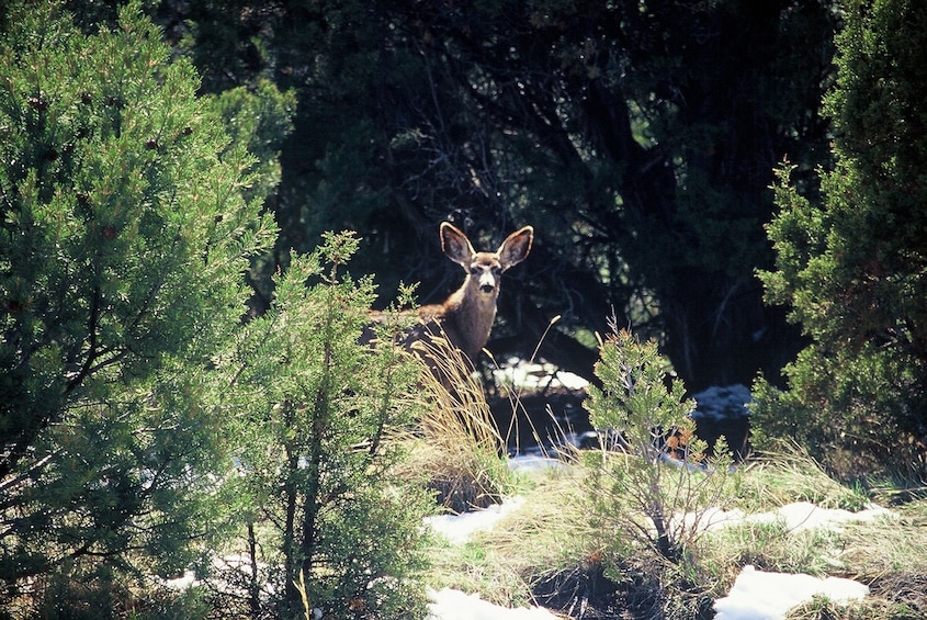 Diamondback Gulch Jeep Tour