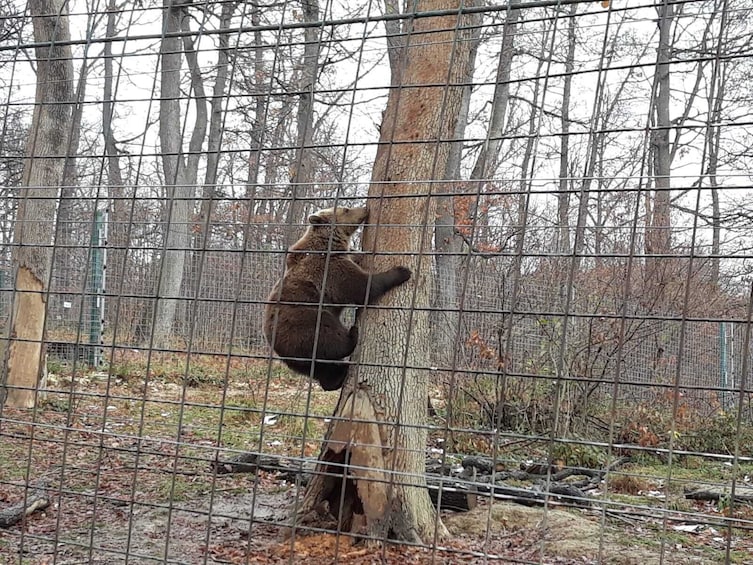 Meet Dracula and the Bears in One Day Private Tour