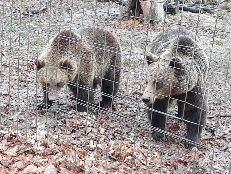 Meet Dracula and the Bears in One Day Private Tour