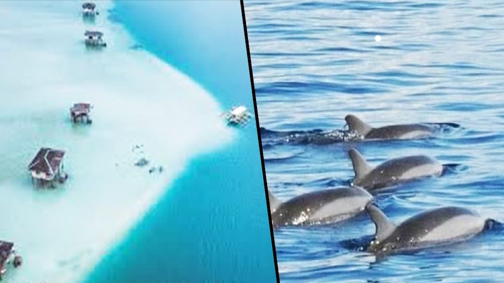 Show item 1 of 1. MANJUYOD SANDBAR+DOLPHIN WATCHING (NEGROS ISLAND)