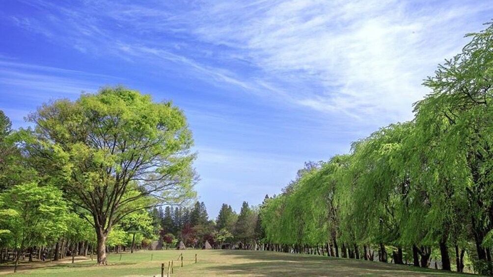 Nami Island Petit France Bus Tour