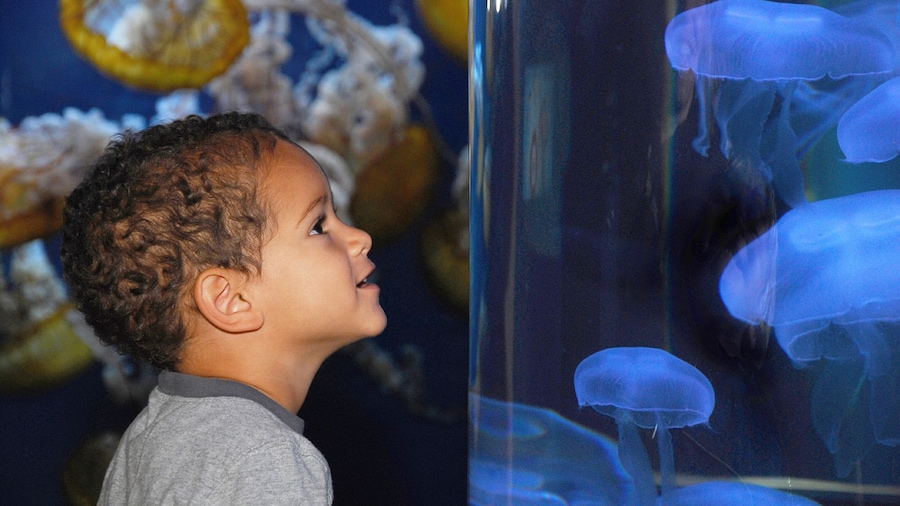 Aquarium of the Bay, Moon Jellies and Boy