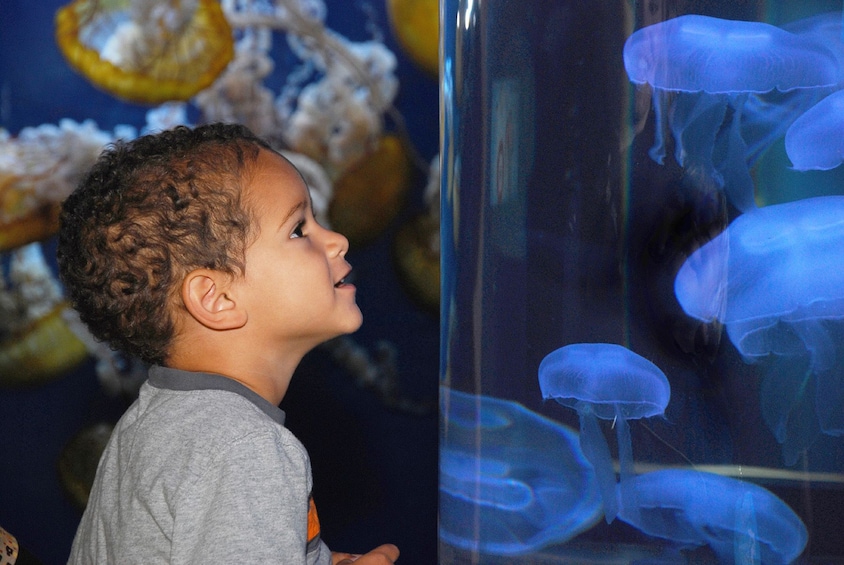 Aquarium of the Bay, Moon Jellies and Boy