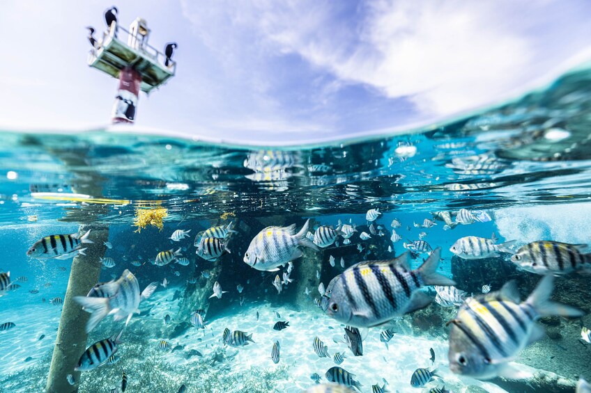 Jet Ski + Swim with Turtles Snorkeling + Parasailing Combo
