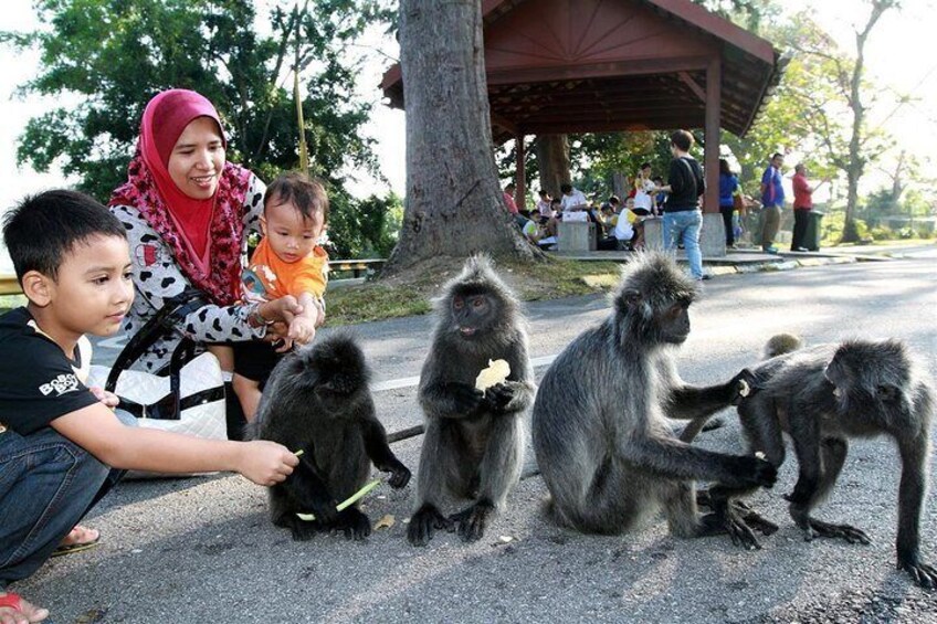 Silver-Leafed Monkeys