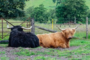 Full-Day Scenic Highlands Private Day Trip with a Local