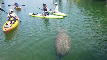 Paddleboard and Kayak Tours at Lido Mangrove Tunnels