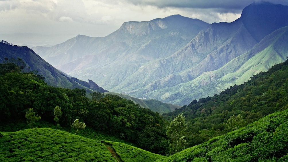 Same Day Tour Of Munnar From Kochi