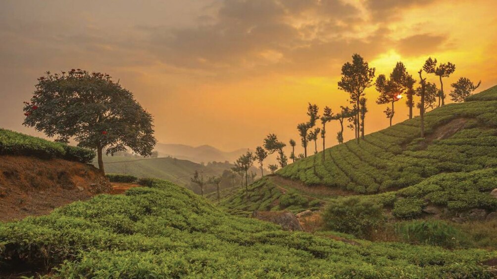 Same Day Tour Of Munnar From Kochi