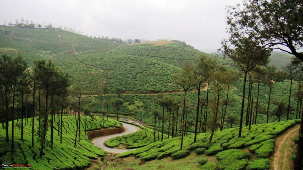 Same Day Tour Of Munnar From Kochi