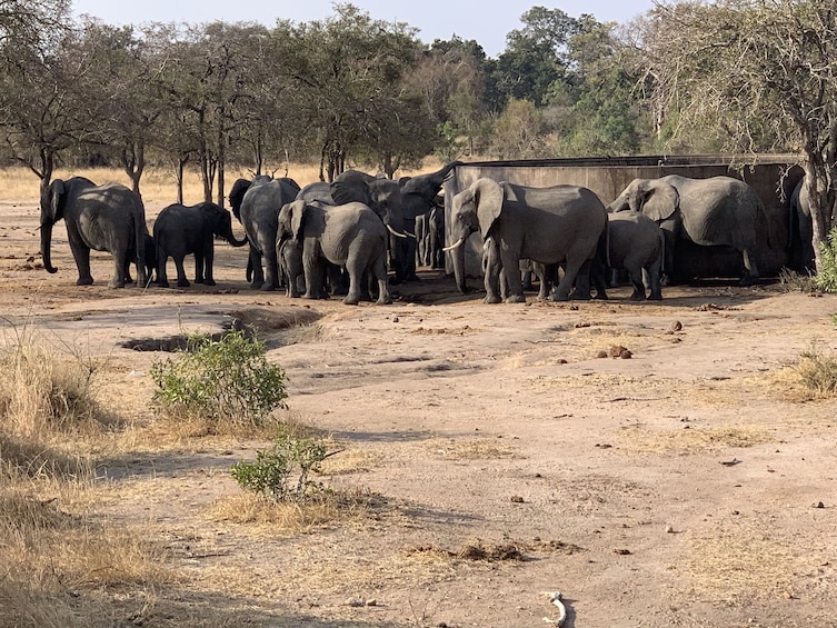 Show item 1 of 9. Open Vehicle Safaris Kruger National Park From Hazeyview